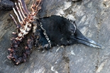 155 x 103 #1 DEAD LOON JPG 5305