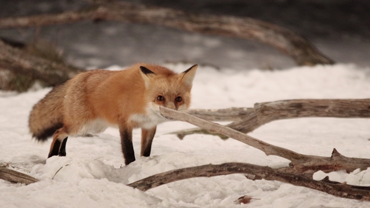 730 x 411 FOX #6 Sequence 01.Still062