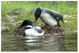 B 150 x 100 LOONS NEST BUILDING #5 JPG1