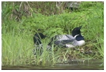 B 150 x 100 MOTHER LOON LAYING EGG #1 JPG1