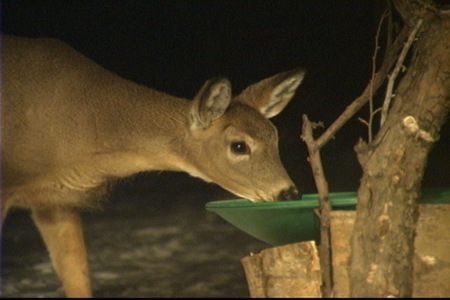 EM. DRINKING DEER #1 JPG