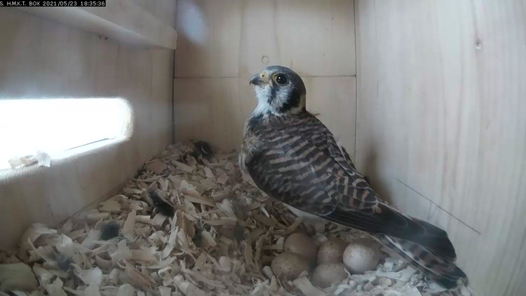 FEMALE KESTREL adj. 750 x 422 video5