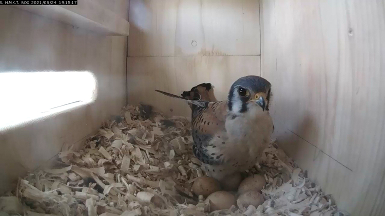 MALE KESTREL adj. 750 x 422  video7