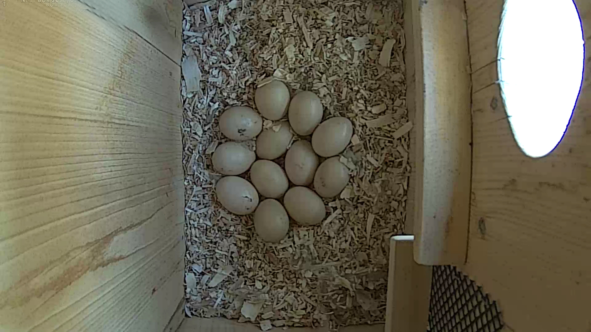 WD 12 EGGS MAY 2, 2026video9 JPG WD 12 EGGS MAY 2, 2026video9 JPG