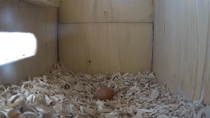 WEB 1ST EGG Sequence 01.Still053