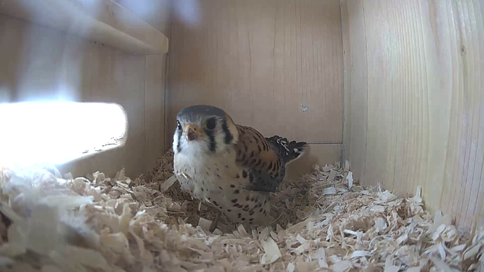 WEB ADJ 13 in MK Snapshot JPG