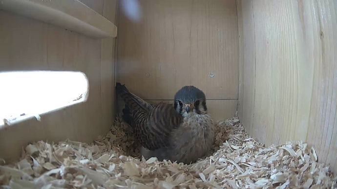 WEB ADJ 1 F  K video10 JPG