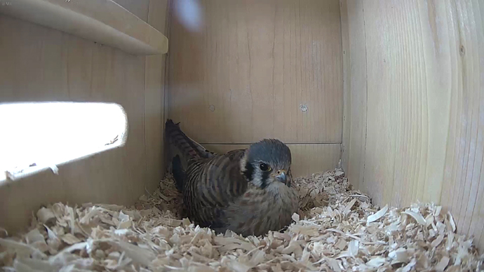 WEB ADJ 2 F  K video8 JPG