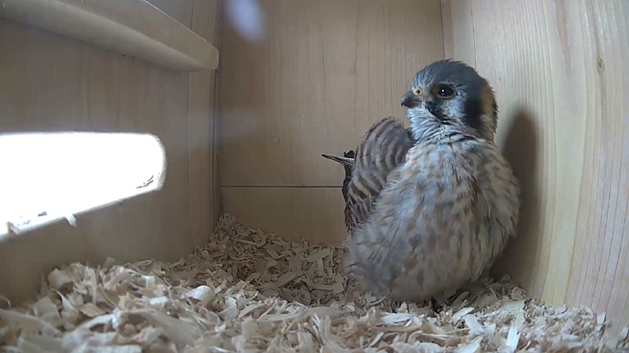 WEB ADJ 3 F  K video6 JPG