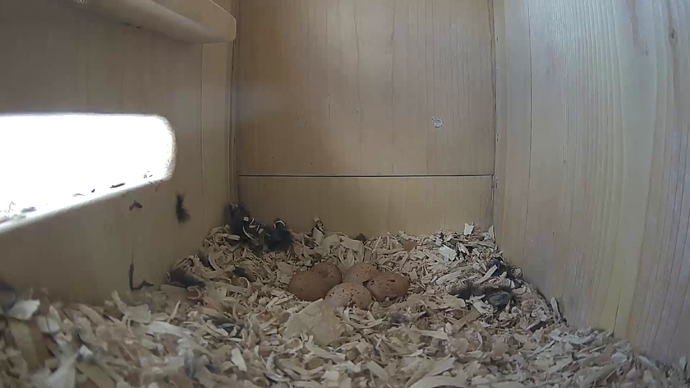 WEB ADJ 5 EGGS SIDE video7 JPG WEB ADJ 5 EGGS SIDE video7 JPG