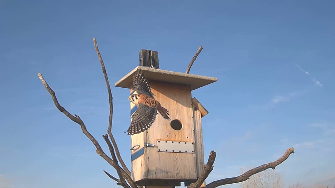 WEB ADJ 61 MK OUT Snapshot JPG