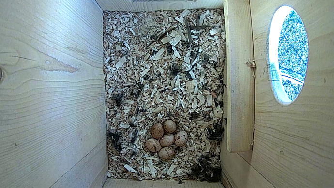WEB ADJ 6 EGGS TOP video4 JPG WEB ADJ 6 EGGS TOP video4 JPG