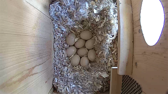 WEB ADJ 9 WD EGGS video14 JPG WEB ADJ 9 WD EGGS video14 JPG