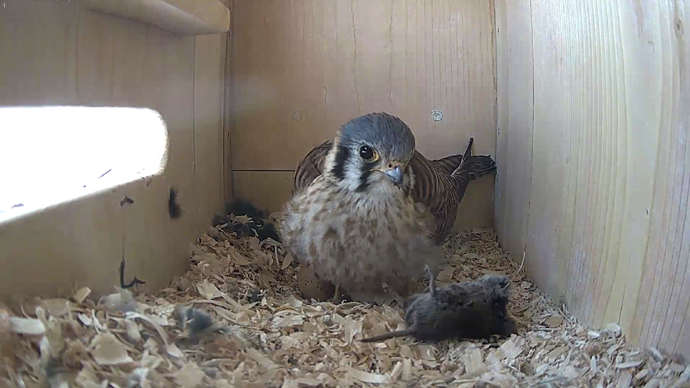 WEB ADJ FK 98 vifghdeo7 JPG