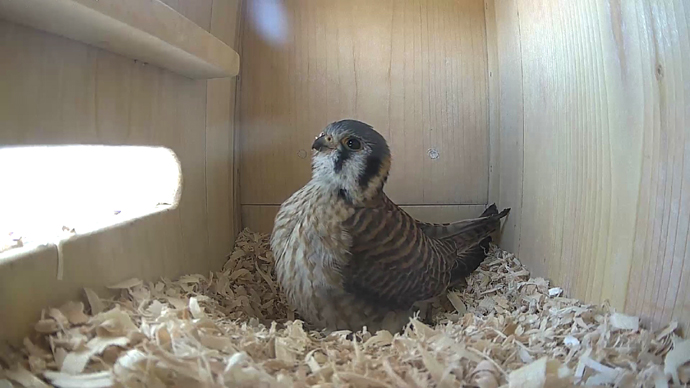 WEB ADJ FK IN video14 JPG