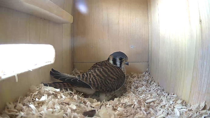 WEB ADJ FK IN w video3 JPG