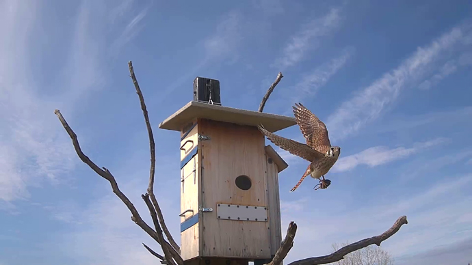 WEB ADJ FK VOLE 01 Snapshot JPG