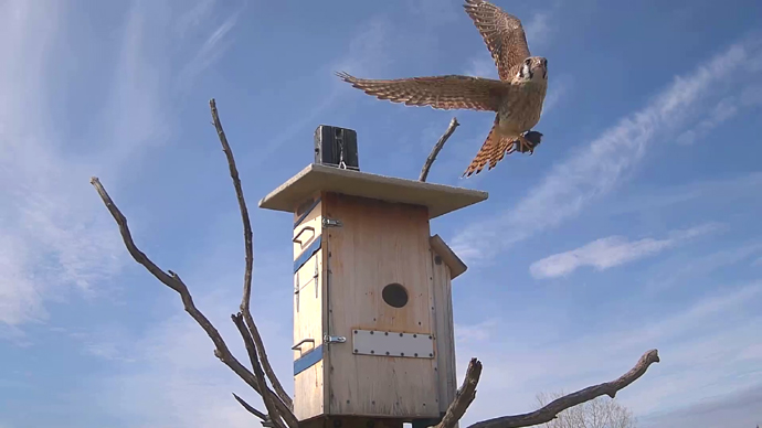 WEB ADJ FK VOLE 02 Snapshot JPG