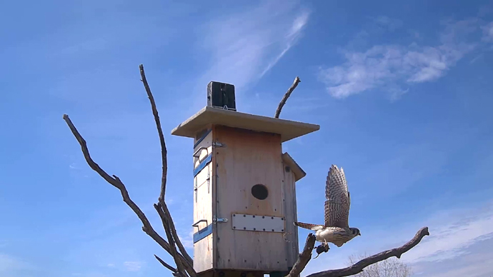 WEB ADJ FK VOLE 03 Snapshot JPG