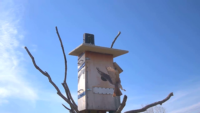 WEB ADJ FK VOLE 04 Snapshot JPG