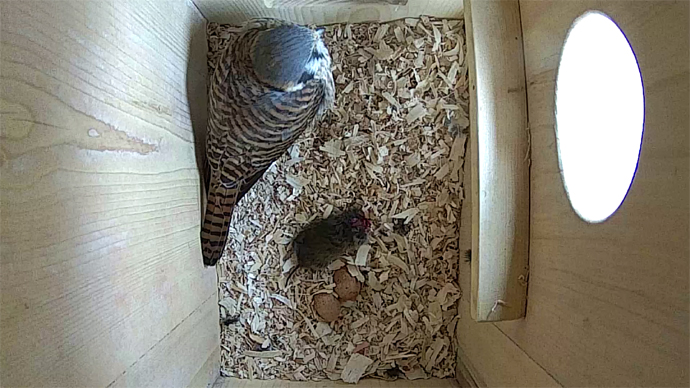 WEB ADJ FK VOLE 2 EGGS Snapshot JPG WEB ADJ FK VOLE 2 EGGS Snapshot JPG