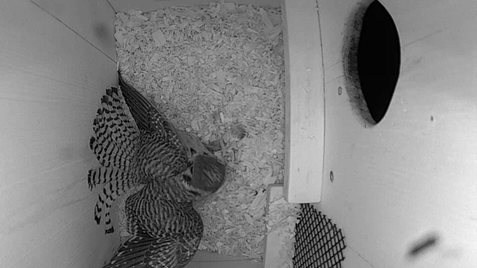 WEB ADJ FK video1 JPG