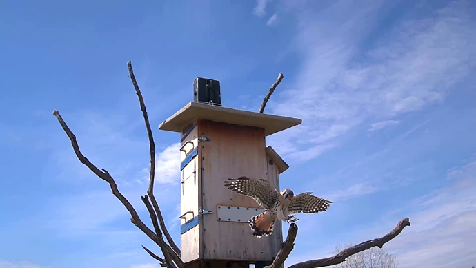 WEB ADJ MK 02 Snapshot JPG