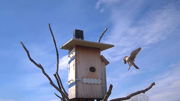 WEB ADJ MK VOLE 01 Snapshot JPG