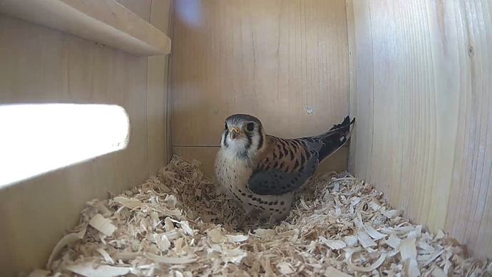 WEB ADJ MKvideo6 JPG