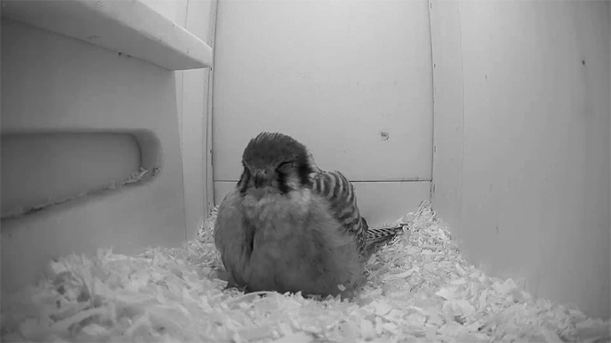 WEB ADJ N VIS F  K video1 JPG