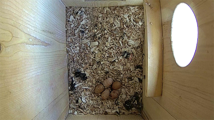 WEB ADJ TOP 5 EGGS video 5 eggs JPG WEB ADJ TOP 5 EGGS video 5 eggs JPG