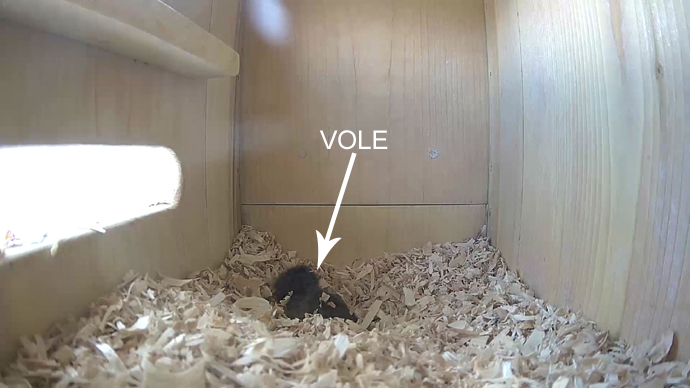 WEB ADJ VOLE 2 videfgho2 JPG