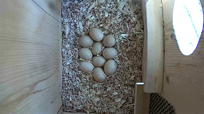 WEB ADJ WD 10 EGGS video1 JPG WEB ADJ WD 10 EGGS video1 JPG