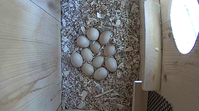 WEB ADJ WD 11 EGGS video5 JPG WEB ADJ WD 11 EGGS video5 JPG