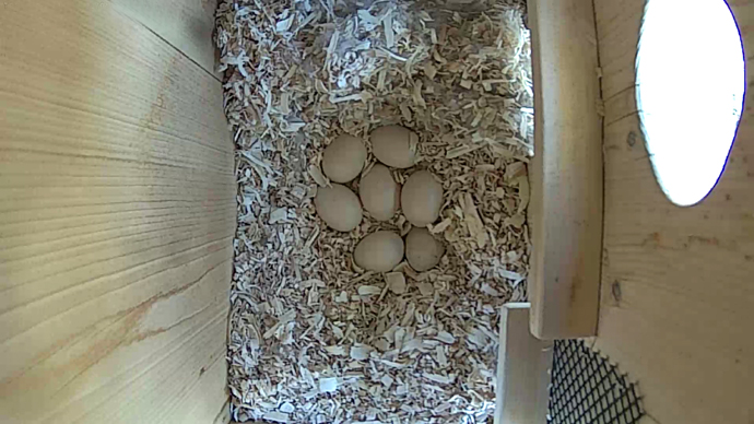 WEB ADJ WD 7 EGGS video JPG WEB ADJ WD 7 EGGS video JPG