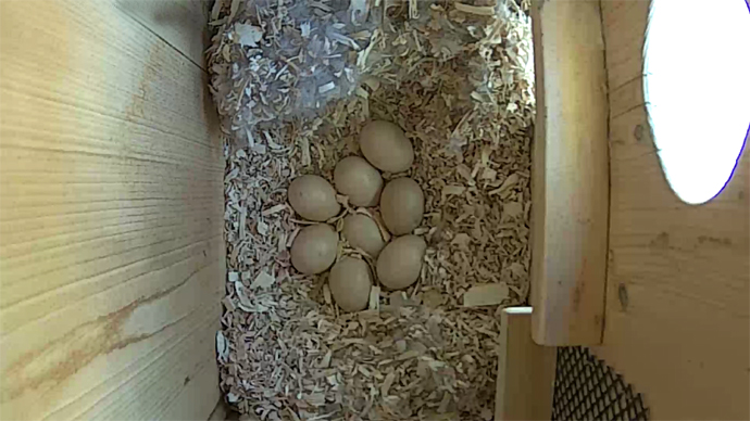 WEB ADJ WD 8 EGGS video9 JPG WEB ADJ WD 8 EGGS video9 JPG