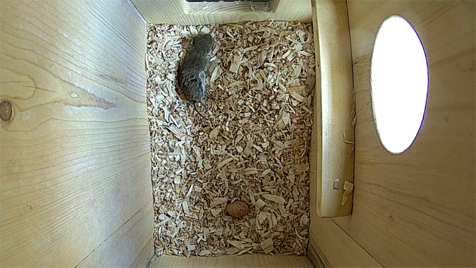 WEB ADJ video1 egg and vole JPG WEB ADJ video1 egg and vole JPG