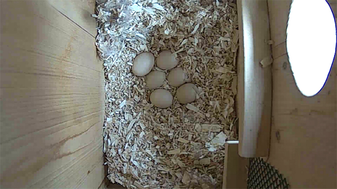 WEB ADJ video2 6 WD EGGS JPG WEB ADJ video2 6 WD EGGS JPG