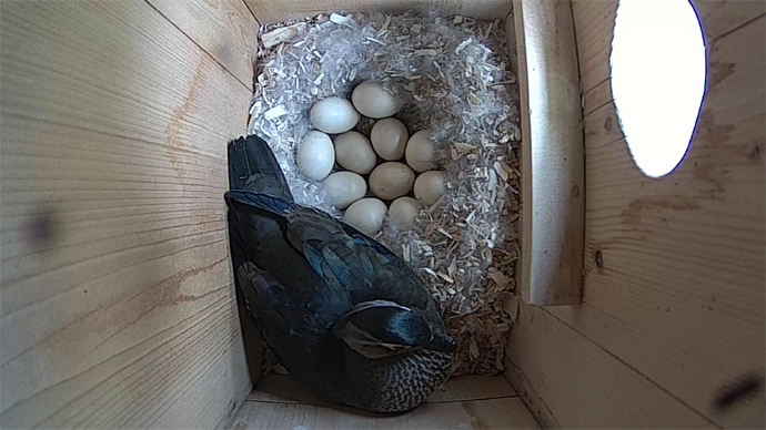 WEB ADJ video9 WD 11 eggs