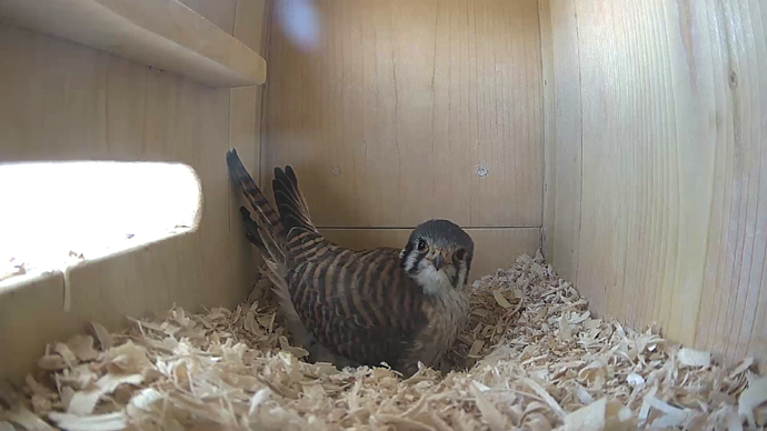 WEB ADK FK 1 IN video17 JPG