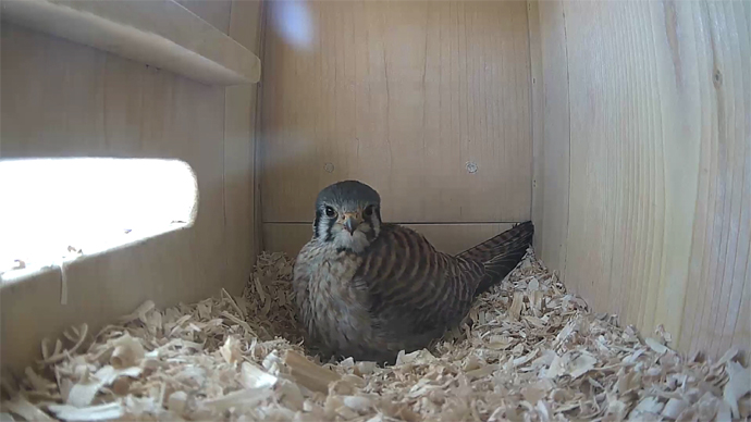 WEB FK IN 99 video12 JPG