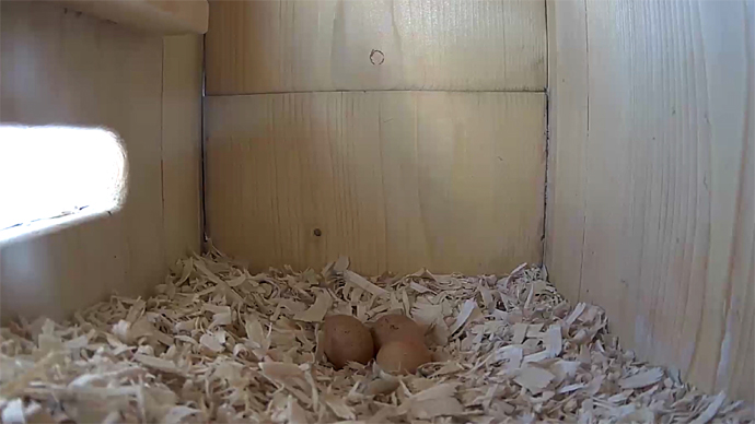 WEB SIDE 3 EGGS Sequence 01.Still079