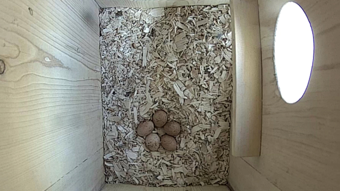 WEB TOP 5 EGGS Sequence 01.Still085