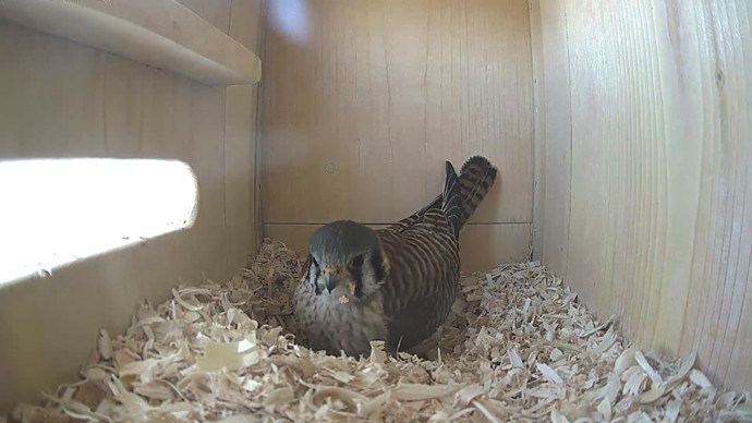 WEB  ADJ  video17 JPG