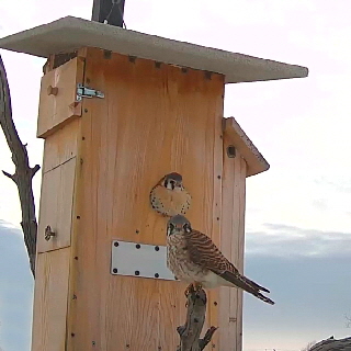 CR 700 x 700 video12 CR 700 x 700 video12