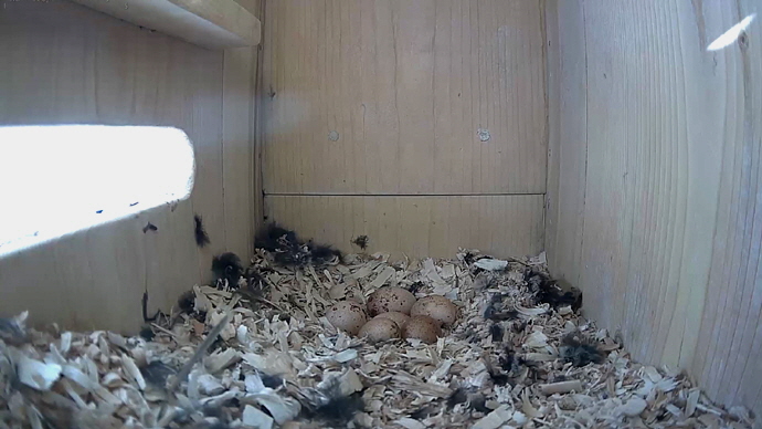 WEB ADJ 6 EGGS SIDE video20 JPG WEB ADJ 6 EGGS SIDE video20 JPG