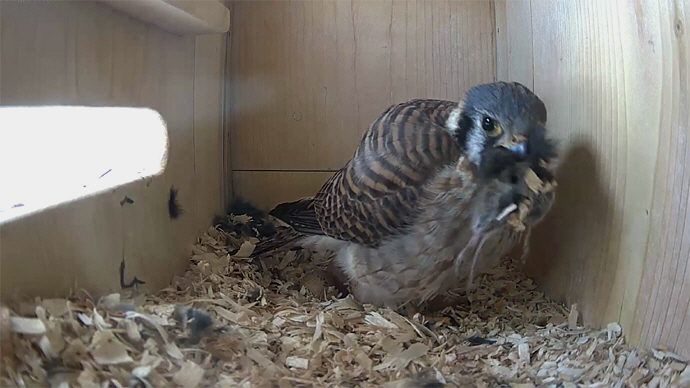 WEB ADJ FK 97 videhyfo10 JPG