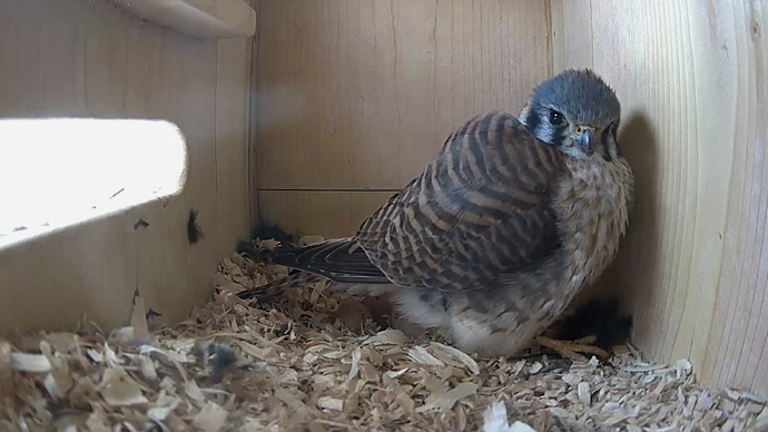 WEB ADJ FK 99 vifghdeo7 JPG