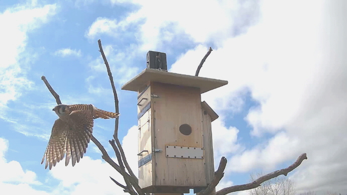 WEB ADJ FK OUT 88 Snapshot JPG copy