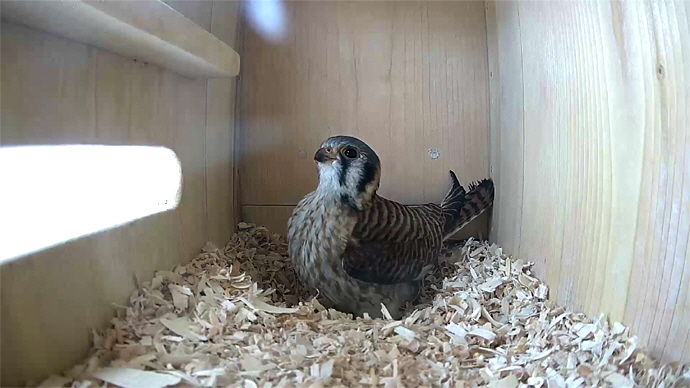 WEB ADJ FKvideo2 JPG